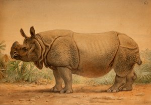 Indian Rhinoceros